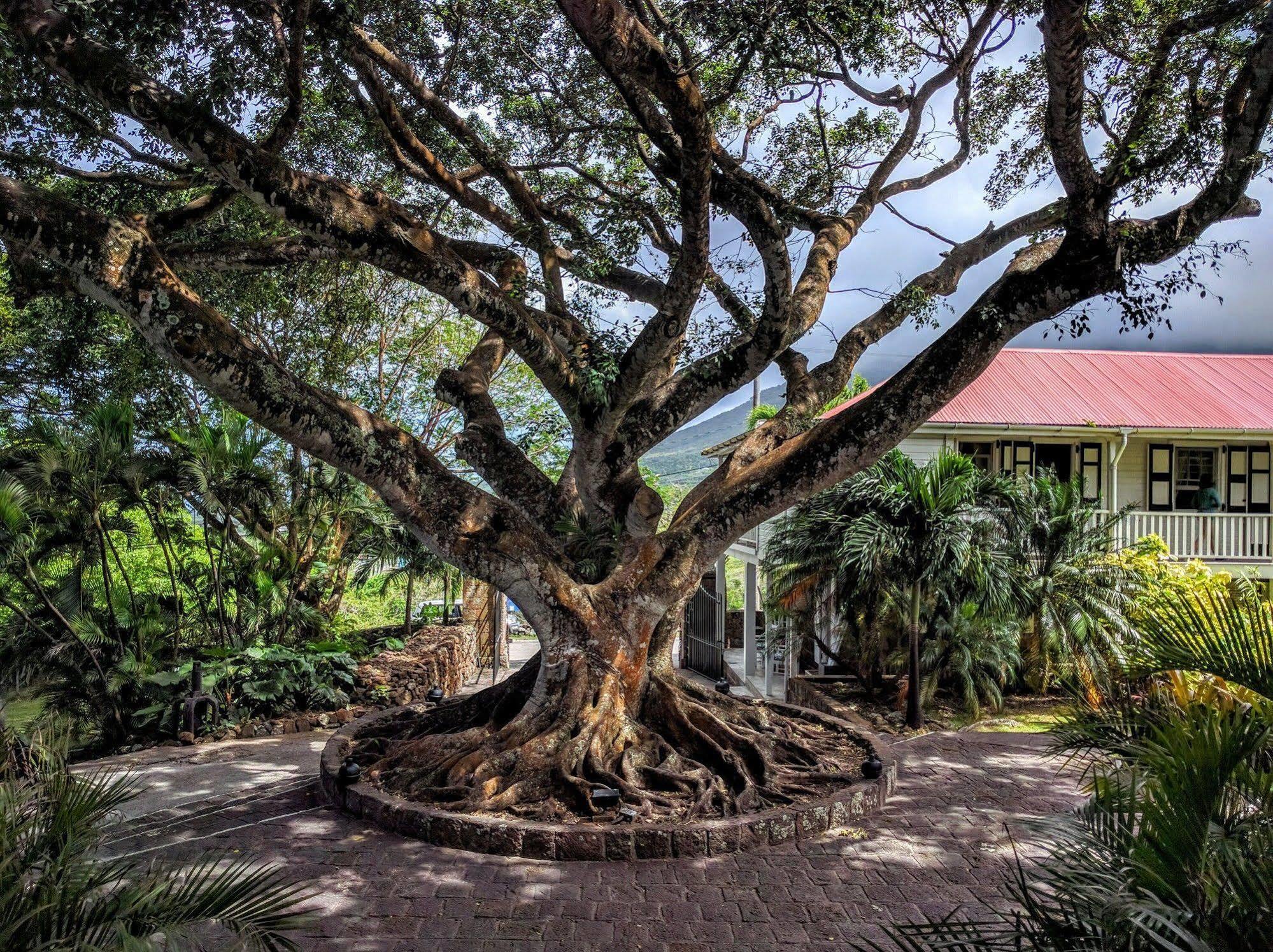 צ'רלסטאון Montpelier Plantation & Beach מראה חיצוני תמונה